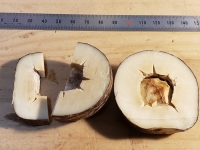 tagua-nuts-split