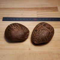 tagua-nuts-whole01